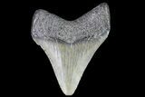 Juvenile Megalodon Tooth - Georgia #83617-1